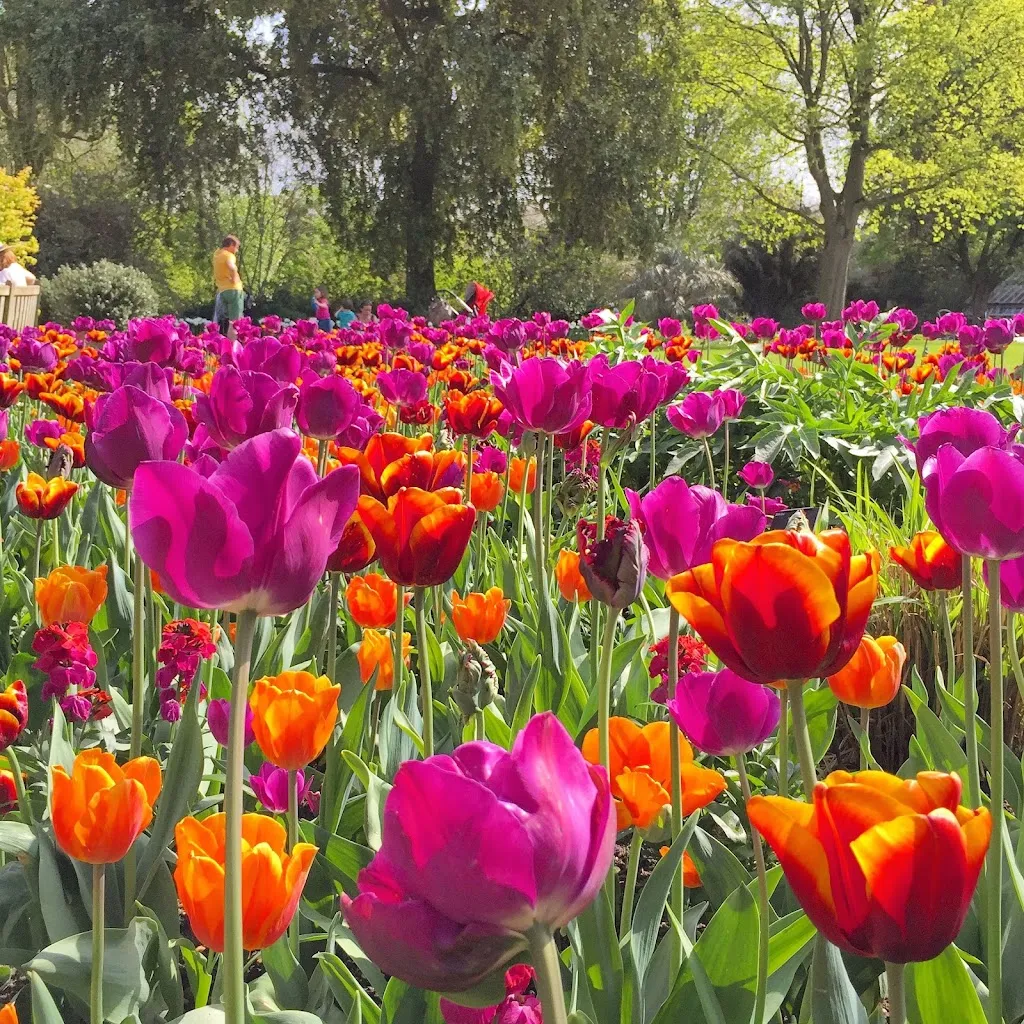 Chelsea Physic Garden